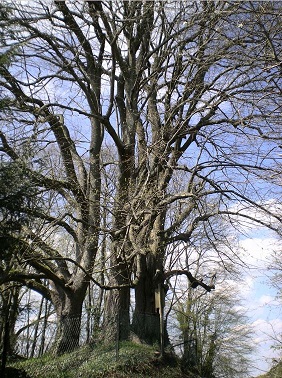 arbre