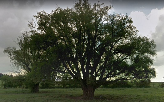 arbre