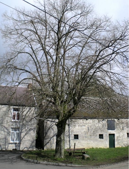 arbre