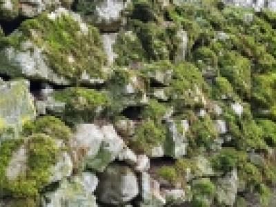 mur en pierres sèches