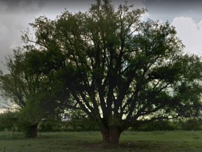 arbre