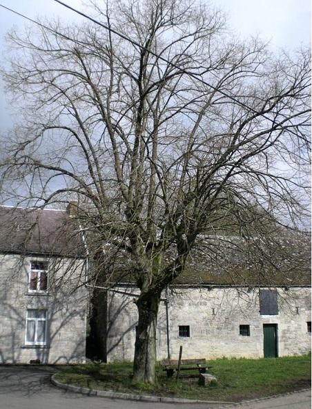arbre